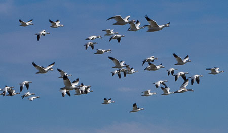 snow geese